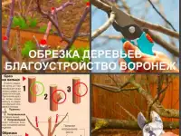 Обрезка плодовых деревьев Воронеж