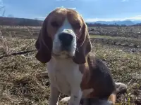 Щенки бигля, фотография 8