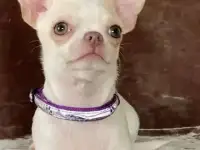 Красавчик чих