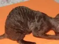 Котята корниш рекс, фотография 7
