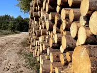 Пиловочник строевой, сосна, ель ГОСТ 9463-88, 24-60 см, фотография 5