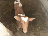 Продам телочку