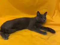 Ласковый Найс ищет дом., фотография 2
