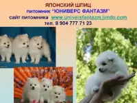 Японский шпиц Щенки