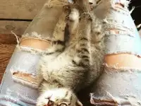 Передержка животных