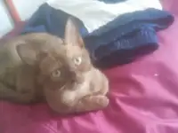 Бурманские котята, фотография 2