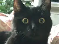 ПРОПАЛА черная кошка