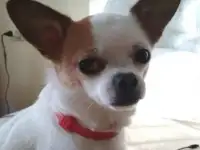 Вязка, случка чихуахуа