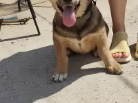 В очень добрые ручки