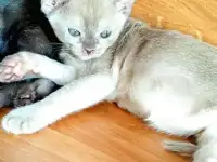 Котята бурма, фотография 4