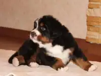 ЩЕНКИ БЕРНСКОГО ЗЕННЕНХУНДА