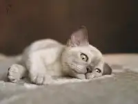 Европейская Бурма котята шоколадная Девочка, фотография 2