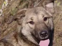 Ищет дом нежная Ланочка
