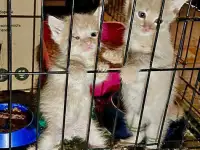 Совсем маленькие котята мальчики и девочки в добрые руки, фотография 4