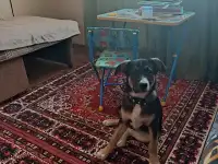 Отдам собаку