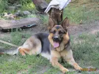 щенки немецкой овчарки