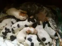 Щенки русского охотничьего спаниеля