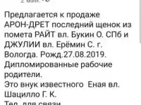 Продам готов к продаже щенок!!!! спешите, фотография 5