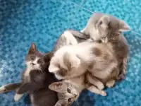 Отдаю котят, фотография 7