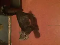 Отдам даром в добрые руки, фотография 3