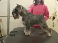 Вязка цвергшнауцер, фотография 2