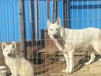Девочка белой швейцарской овчарки, фотография 3