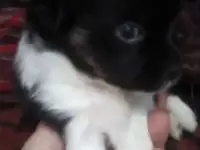 Щенки