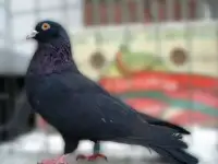 Голуби пермской и николаевской породы