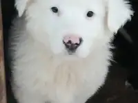 Щенок алабая