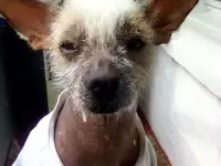 Мексиканский лысый ищет невесту