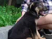 Хороший пёс в хороший дом