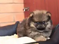 Мальчик померанского шпица