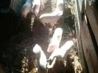Месячные поросята