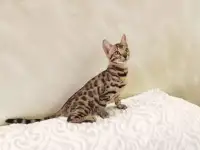 Бенгальские котята, фотография 2