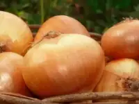 Продается лук 2017