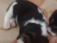 щенки бигля