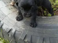 Щенята в хорошие руки