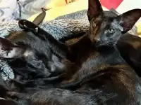 Котенок ориентальный, фотография 5