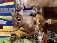 девочка чихуахуа д.ш., фотография 3