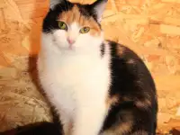 Кошечка с пушистыми щечками ищет дом, фотография 8