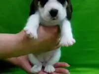 Щенки бигля