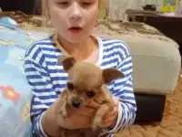 Чихуахуа - лучший подарок