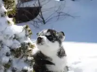 Хаски