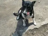 Отдам в хорошие руки