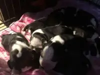 Щенки бигля