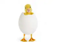 Инкубационное яйцо