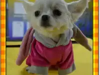 чихуа