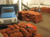 Картофель калиброванный оптом напрямую от фермера.