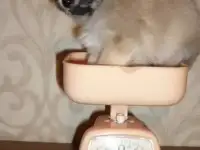 Щенки чихуахуа