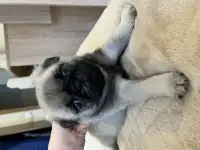 Щенки Мопса